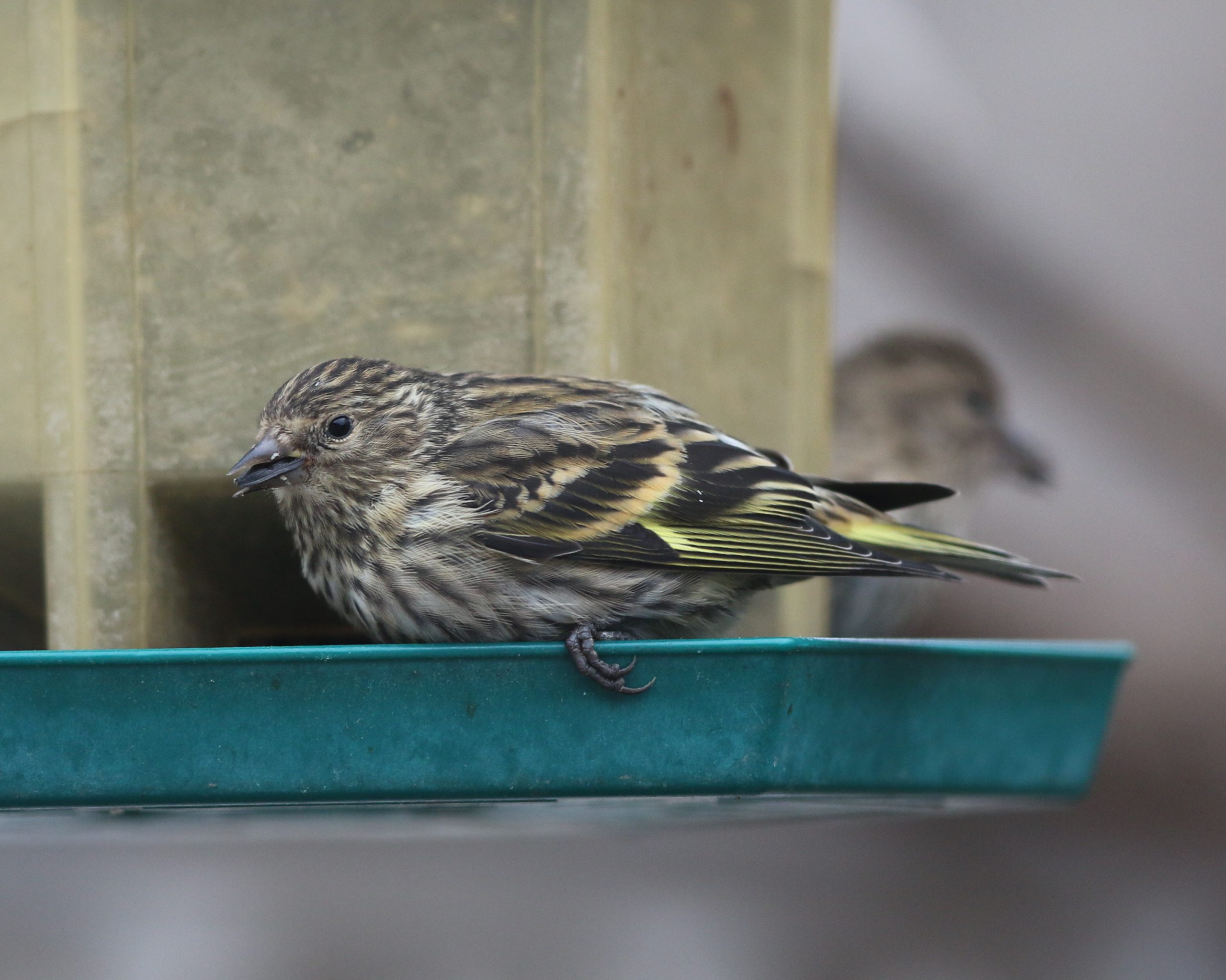 Pine Siskin at Feeder